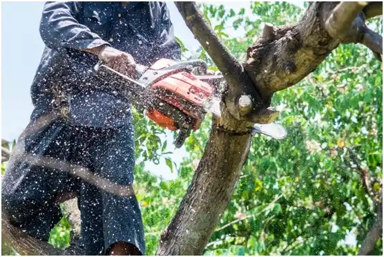 tree services Beaufort